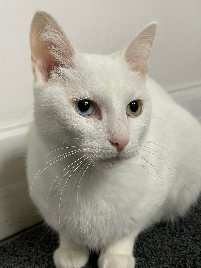 This Is Vienna; I Brought Her Home From The Shelter About A Week Ago. She’s Between 10-12 Years Old And Was Surrendered By A Previous Owner. The Shelter Told Me She Kept Getting Passed Up Because Of Her Age, And I Just Couldn’t Leave Her There. I Already Love Her So Much It Hurts