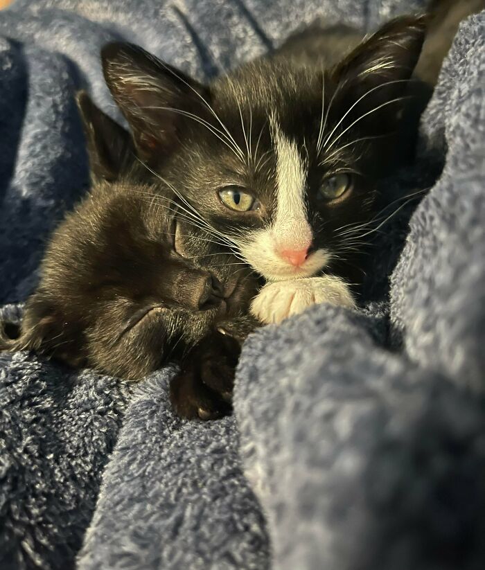 After Loosing My Buddy Of 16 Years A Month Ago, We Found These Lil Guys In The Street