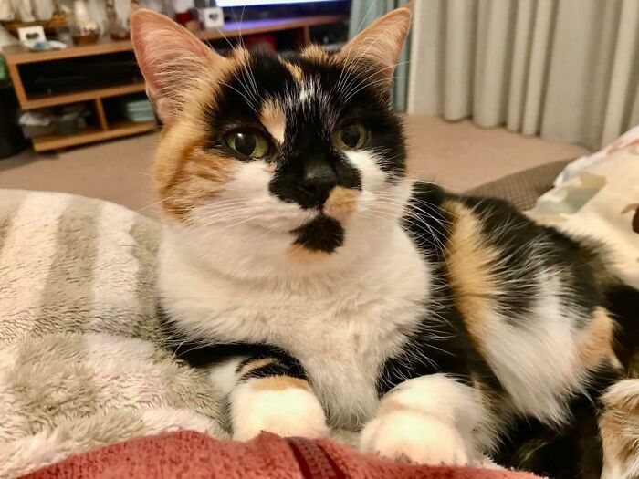 This Sweet Lady Is Poppy. She’s 12 Years Old And We Have Adopted Her As Her Previous Owner Passed. She’s Settled Really Quickly