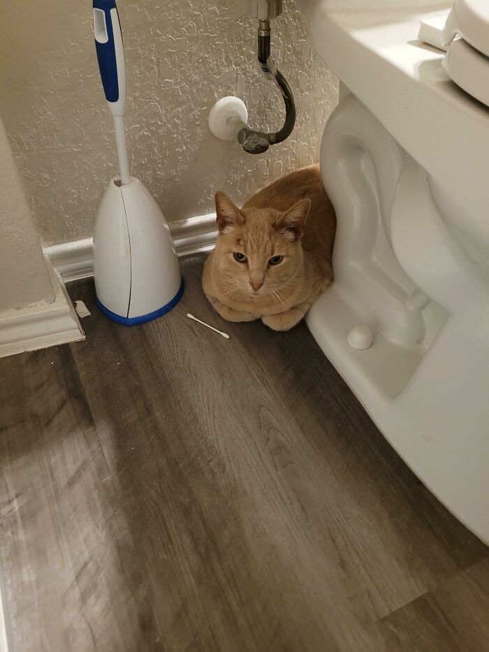 Help!! Adopted A Stray, Or More Like She Adopted Me?