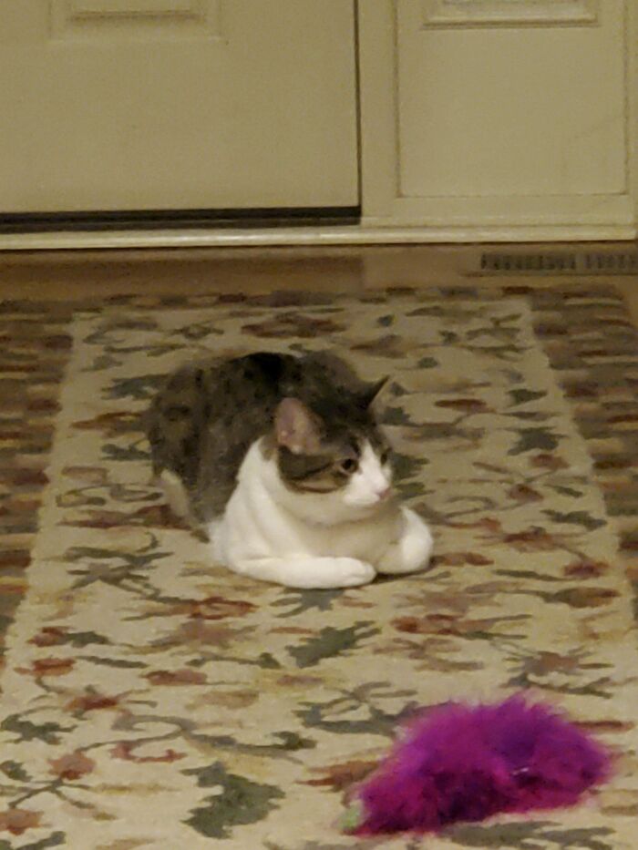 My Little Adopted Boy, Peanut, Or Mr. Nubs :) His Previous Owners Didn't Take Care Of Him At All, And Peanut Was Found With His Tail Caught In The Hood Of A Car And With A Scratched Mouth. His Tail Is Amputated, And He Has A Cleft Lip But I Love Him No Matter What 