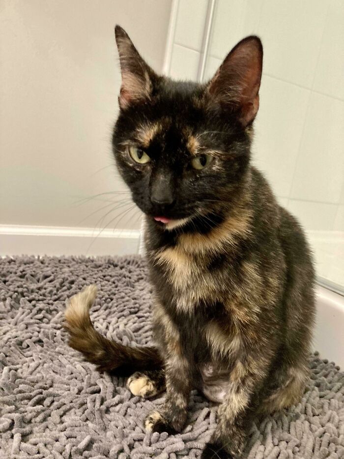 I Just Adopted This Beautiful Girl!