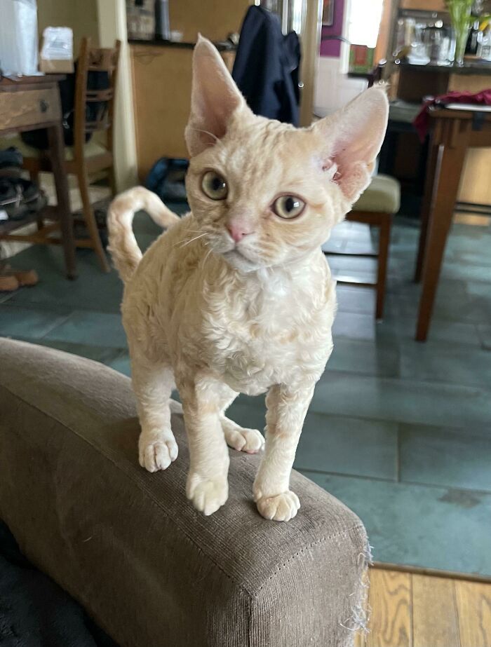 The Newest Member Of Our Family, A 5mos Old Devon Rex Girl From Ukraine. Still Arguing About A Name. I Like “Katarina” My Wife Doesn’t