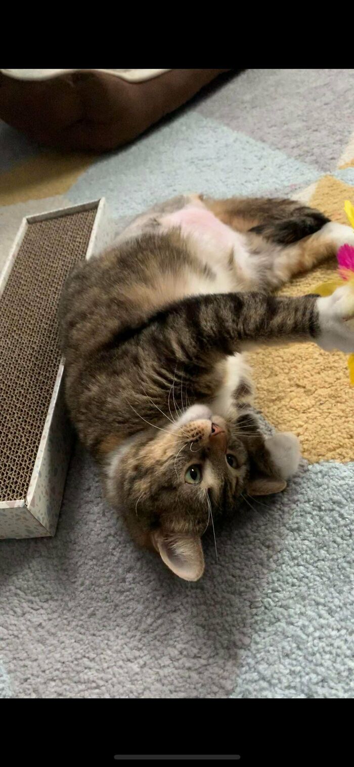 What Should I Name My New 3 Legged Baby Girl?