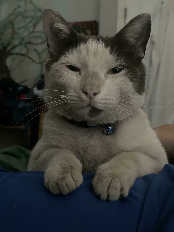 Local Stray That Decided To Move In With Us.