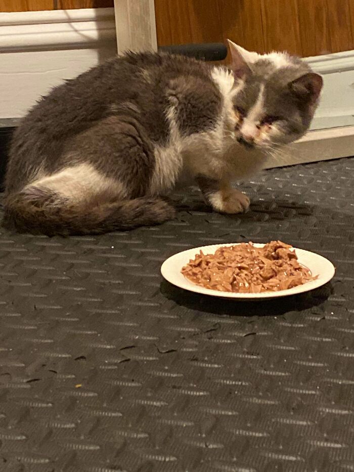 We Saved A Stray And Now We’ve Adopted Him