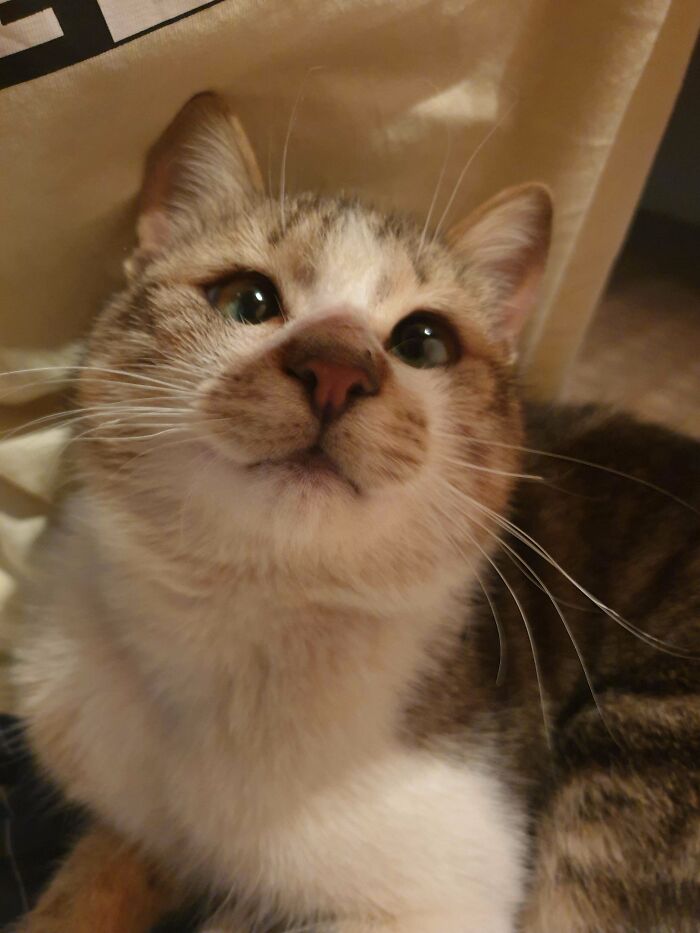 Any Name Suggestions For My Rescue Kitty ?