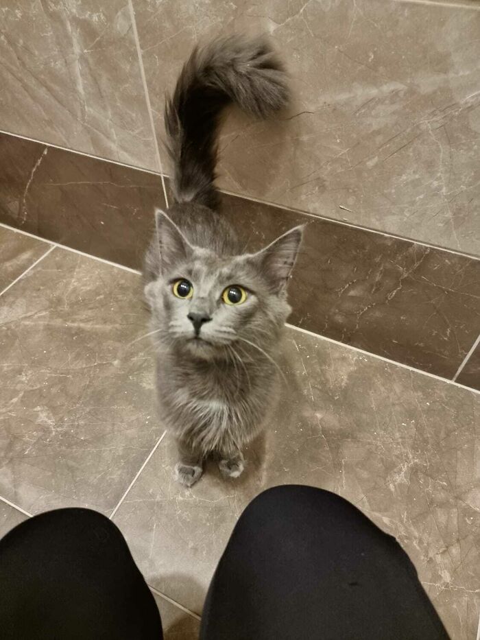 Found This Handsome Fella Right In Front Of Our Apartment. Got Immeadiately Neutered And Checked By The Vet. Probably Someone Left Him Because He Was Scared And Also Very Clean To Be A Street Cat. He Is Waiting To Be Adopted!