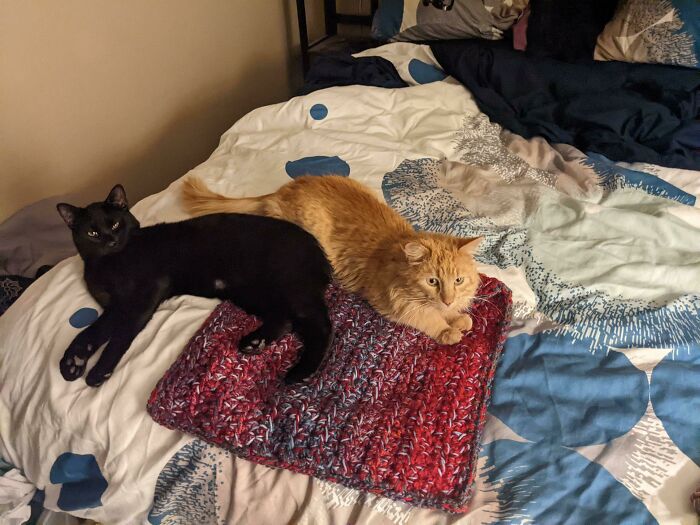 I Just Adopted Two Cats About 4 Hours Ago.