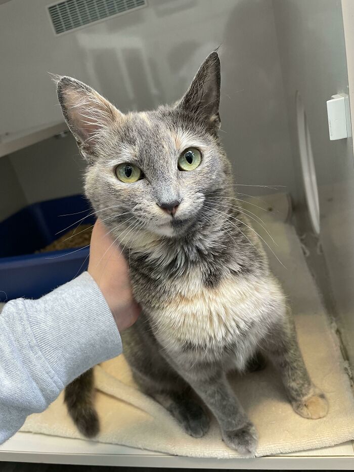 Adopted My First Cat Today And Couldn't Be Happier!