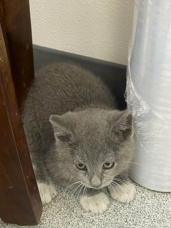 To The Scummy Human Being/S Who Decided To Dump This Precious Baby At My Doorstep, I Hope You Never Experience Love Like He Does Now