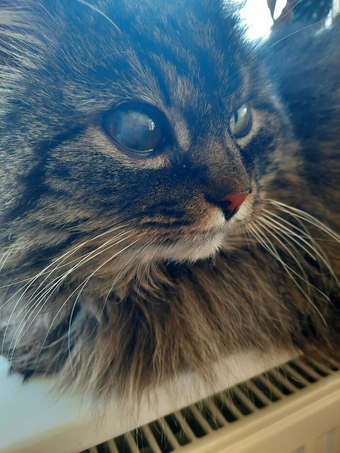 Help Me Name My Beautiful Foster Boi!