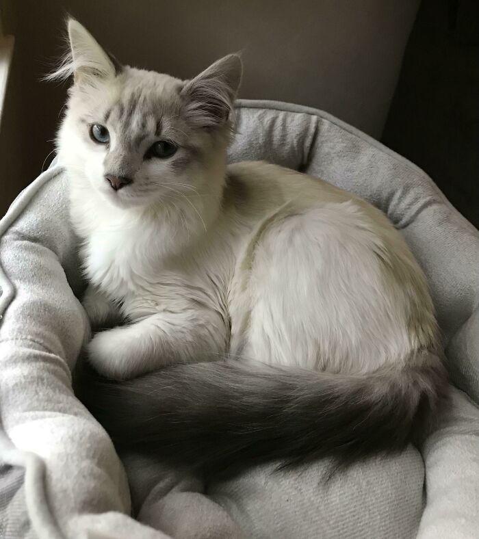 Unexpectedly Brought This Guy Home Yesterday 💙