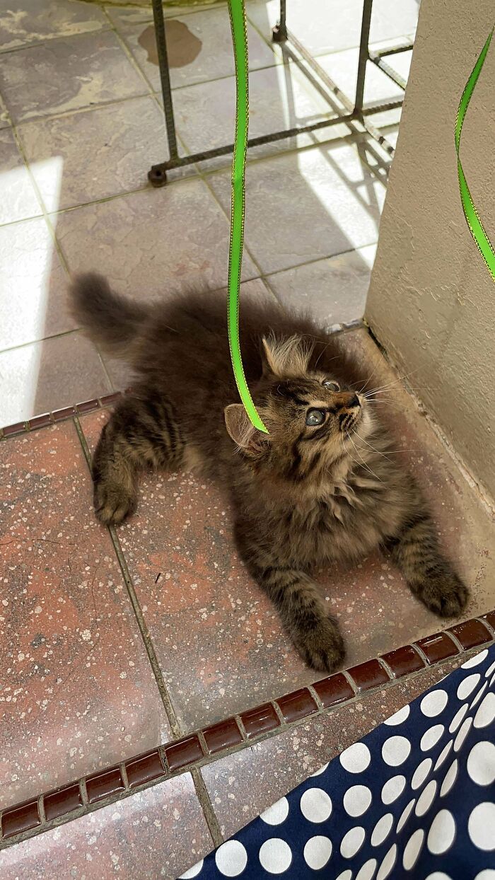 Cutie Showed Up At My House Yesterday So We’ve Taken Her In But I’ve Been Kinda Stumped On What To Name Her, Any Suggestions?