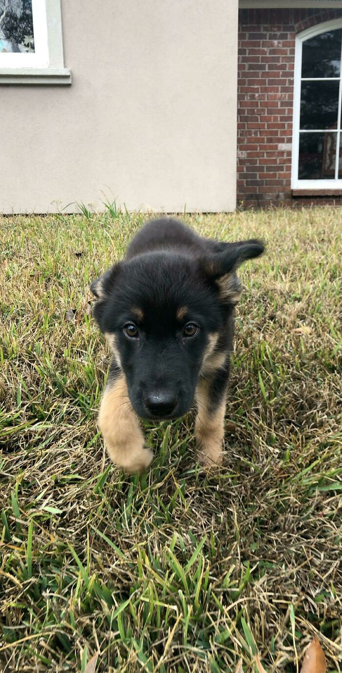 My Older Brother Just Adopted This Little Pupper