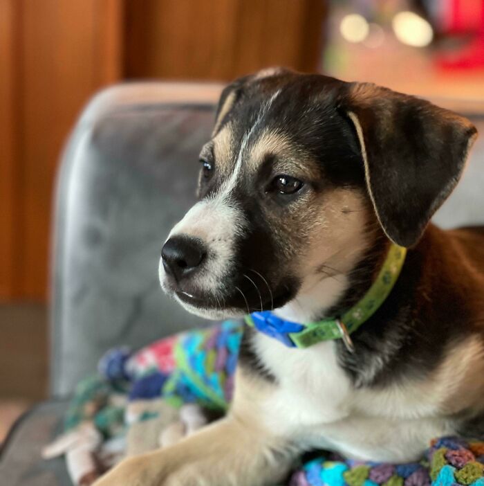 Just A Very Dapper Appalachian Rescue Good Boy. Cur/Feist.