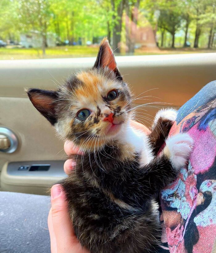 Found This Perfect Little Angel Today. She Was Jamming It Up For The Vets! And She’s Settling Right In Now 