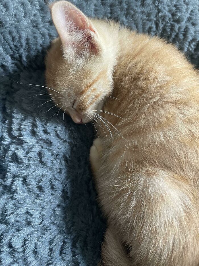 Greetings. Meet Nacho. My 8 Week Old Kitten That I Adopted From The Shelter About 1 Hour Ago