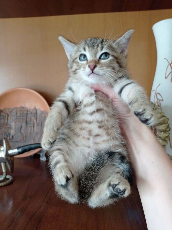 Adopting This Bad Girl In Two Days, Considering To Name Her "Magia", Any Suggestions?