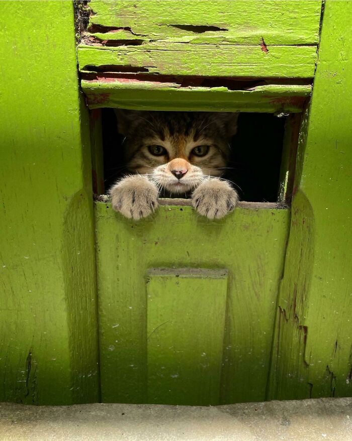 Took This Kitten And A Sibling From A Family That Didn’t Want Them. The Bro Is Serving Up Some Serious Looks