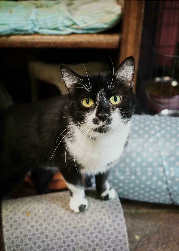 Adopting This Boy!! His Name Is Rorschach 🤗