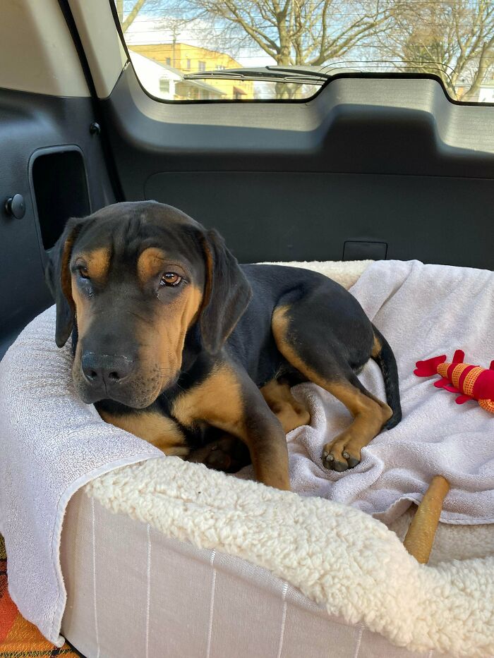 Just Adopted Clyde Today, Shar Pei/? Mix. He’s So Sweet!