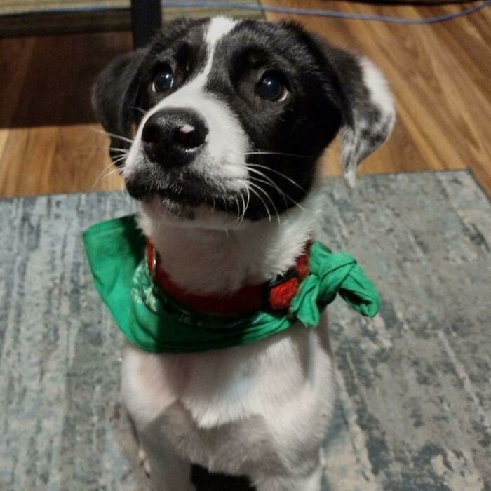 My New Little Rescue, Niko ♥️