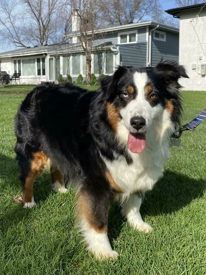 Our Newest Family Member, Daisy. Adopted This Sweet Girl Two Days Ago