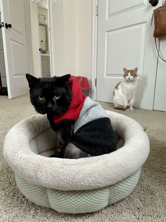 Update: We Adopted The Void!