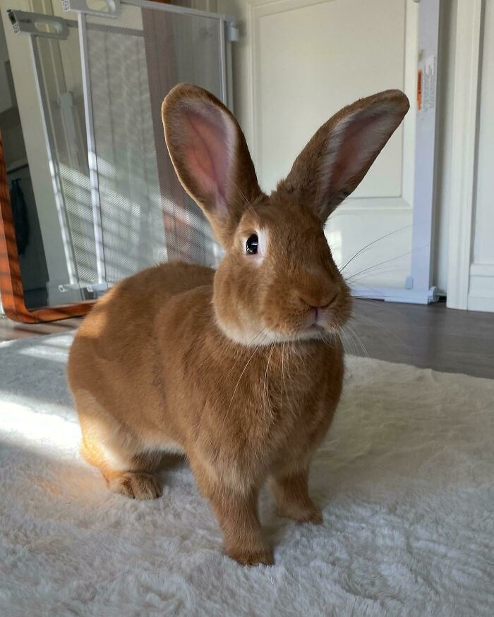 I Never Knew How Much I Needed You Until I Adopted You