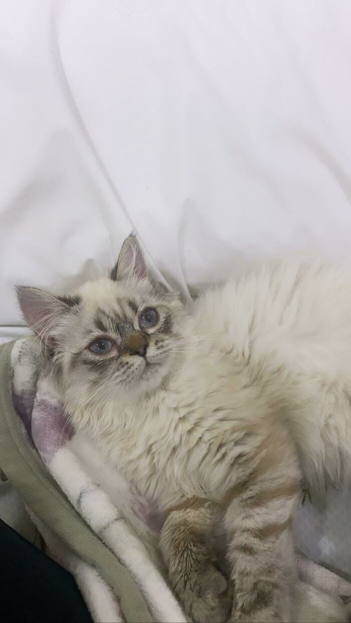 Just Adopted My New Cat, What Should I Call Her? 🤓