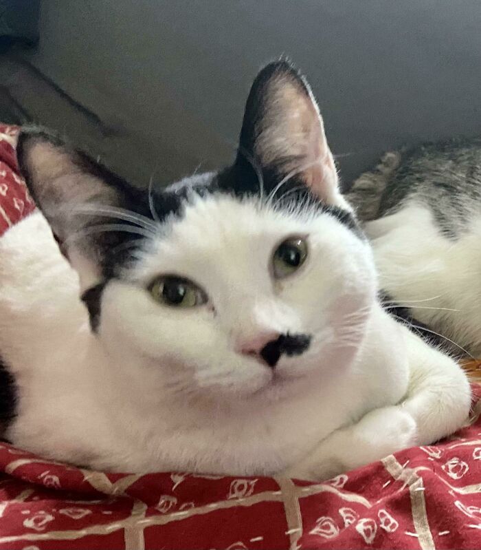 Adopted This Little Guy Yesterday. Any Name Suggestions?