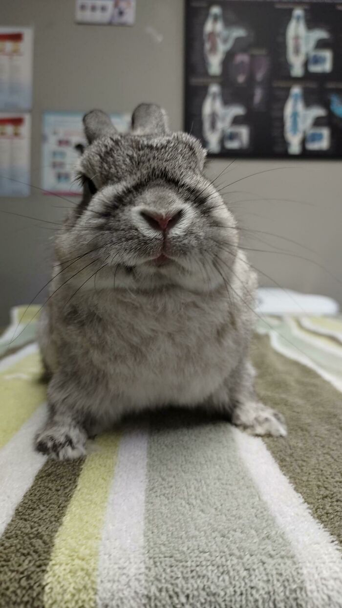 This Is Our Little Old Man Bacon Who We Adopted A Week Ago. Hes At Least 7 And Has Spend All His Life In A Cage And On Pellet Diet. We're Trying To Introduce Greens To Him But He Doesn't Seem Very Interested. He Likes Fruits And Carrots Tho, But Eats Only A Little Lettuce. Any Helps Is Appreciated