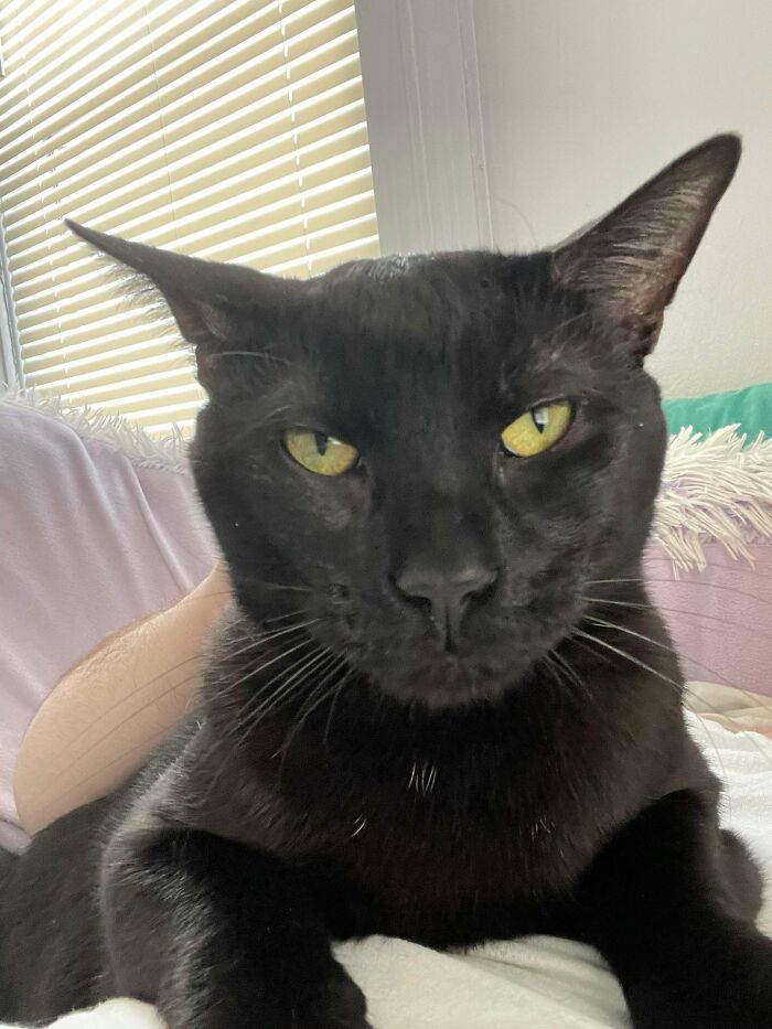 Its Been Two Weeks Since I Adopted Theseus. He Is The Best Cat Ever. I Couldn’t Be Happier And I Hope He Is Too.