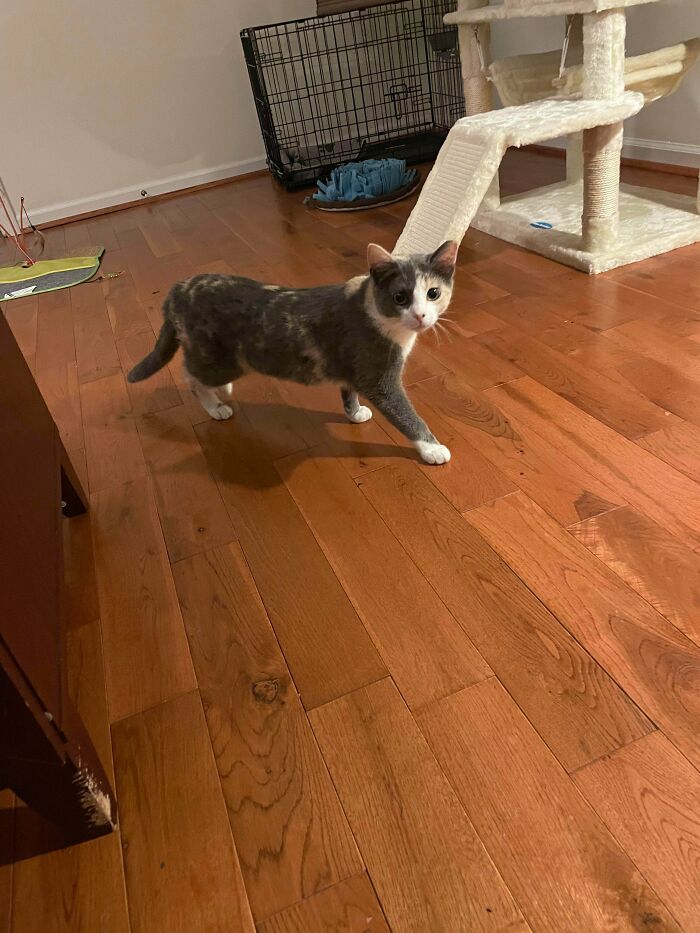 My New Adopted Kitties! Are They Considered Torties?