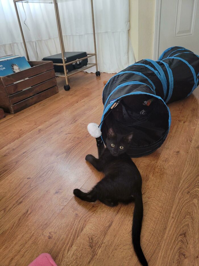 Just Adopted This Small Void. What Should I Name Her?