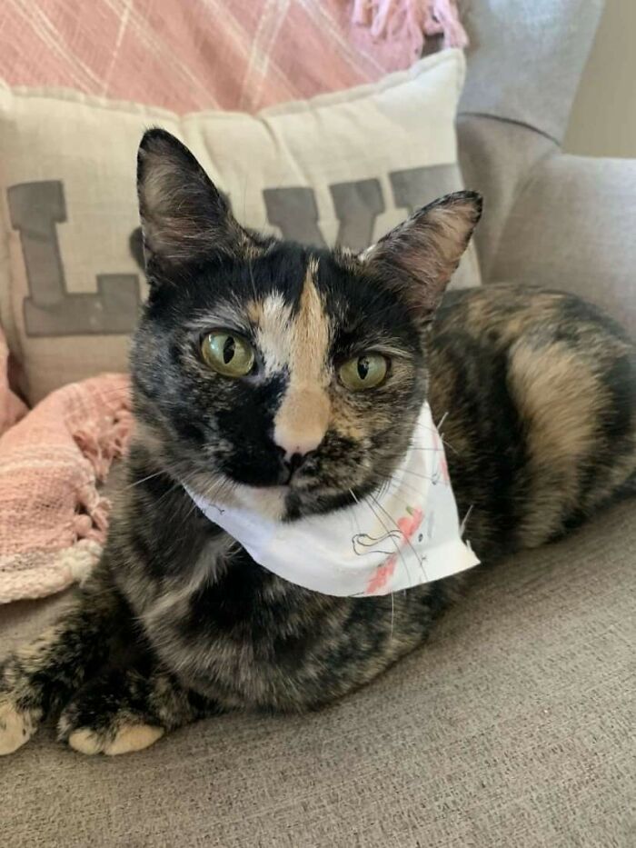 Adopted This Beautiful Girl Yesterday, Named Her Dinah 🥰