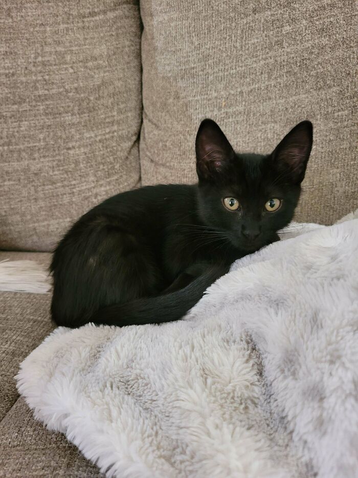 I Adopted Sophie 24 Hours Ago. We Are Besties. 🐈‍⬛🖤