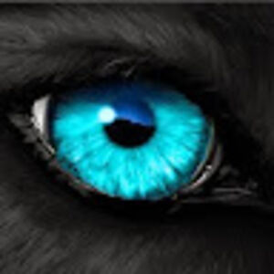 twolfblue avatar