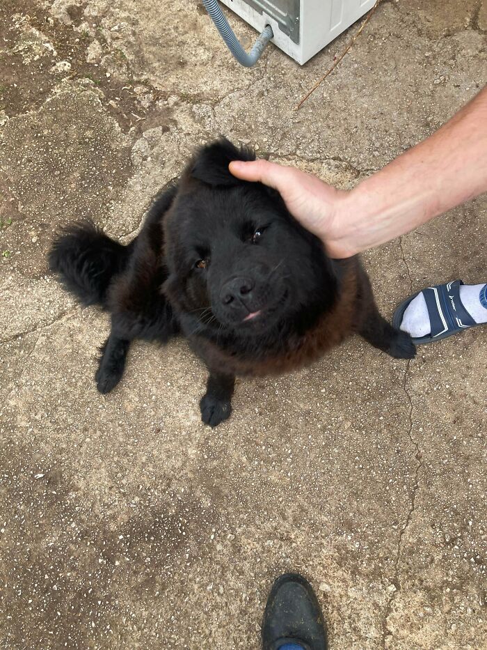 Can Someone Tell Me Which Race This Dog Is ? My Family Found Him On The Streets