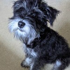 robin_spencer_1 avatar