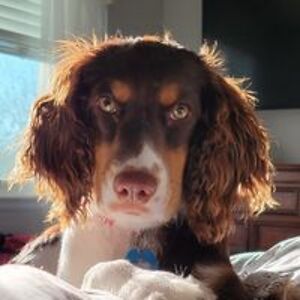 sheilabobeila65 avatar