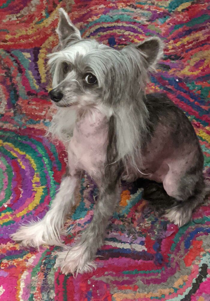 Gave My Dog A Bad Haircut And Now He's Super Suspicious Of Me