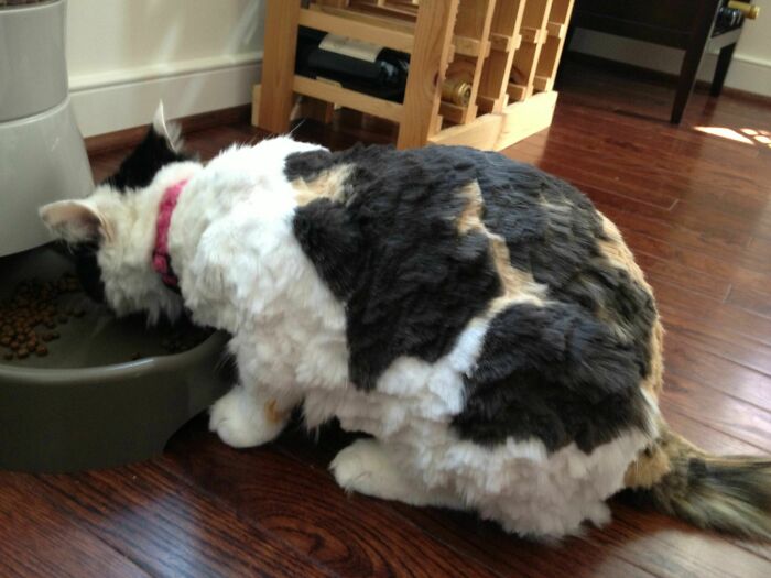 So My Brother-In-Law Decided The Cat Needed A Haircut