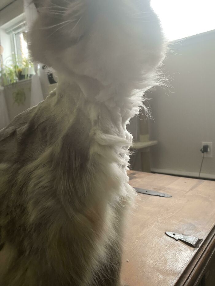 Are Cat Haircuts Allowed? Oops
