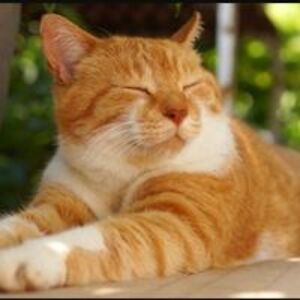 sally_thurston avatar