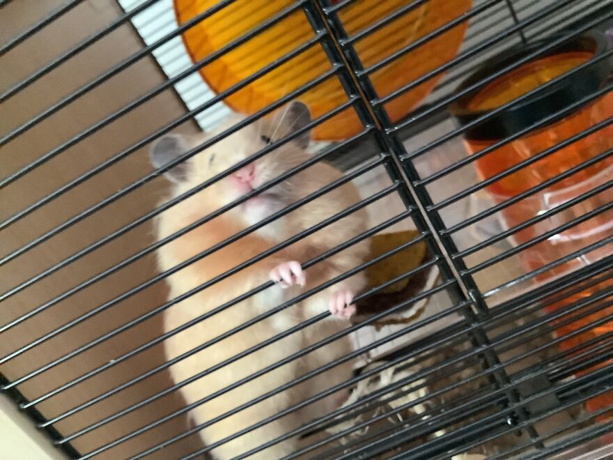 Heart Warming Hamster, Marshmallow!