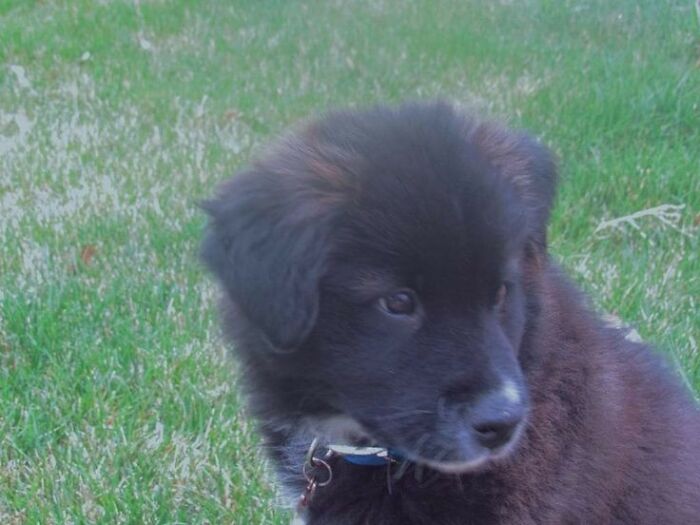 Atlas The Border Aussie