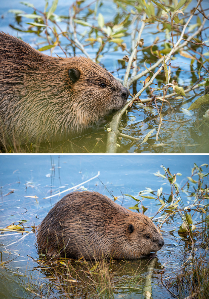 Cute Beaver Is Chewing