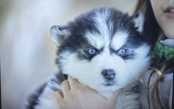 Little Lilo😍😍😍